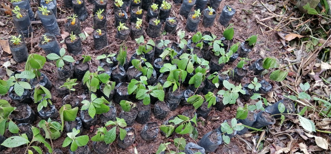 Un nuevo vivero forestal para restaurar la Amazonía