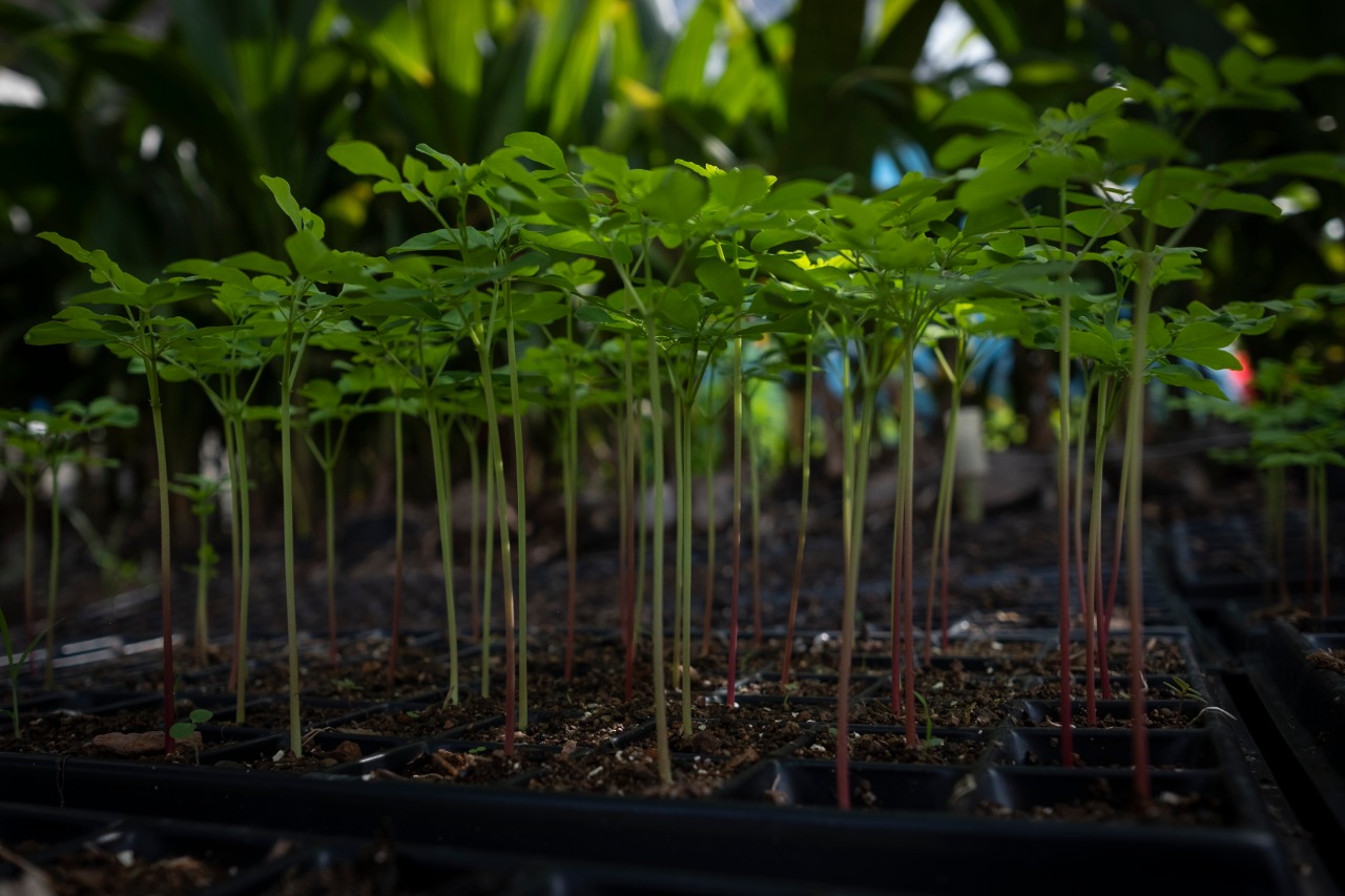 Un nuevo vivero forestal para restaurar la Amazonía